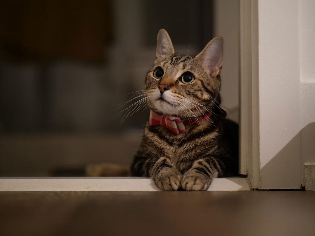 Klösträd: En kattägares guide till den perfekta klättermöbeln