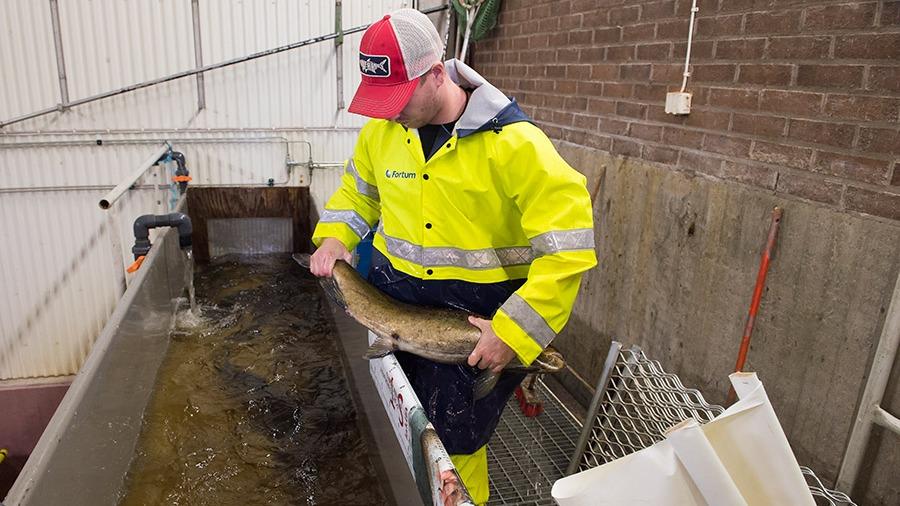 En man i gul regnjacka och keps håller en stor fisk över en vattenbehållare i en fiskodling.