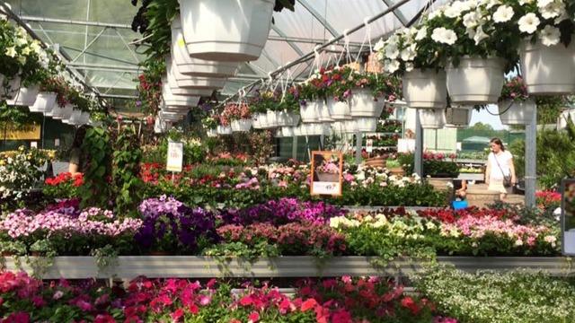 En blomsterhandel med hängande krukor och färgglada blommor i olika nyanser, inklusive petunior och pelargoner.