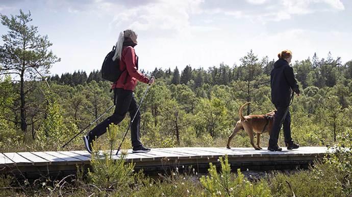 Två personer går med en hund på en träbro i en grönskande skogsmiljö.