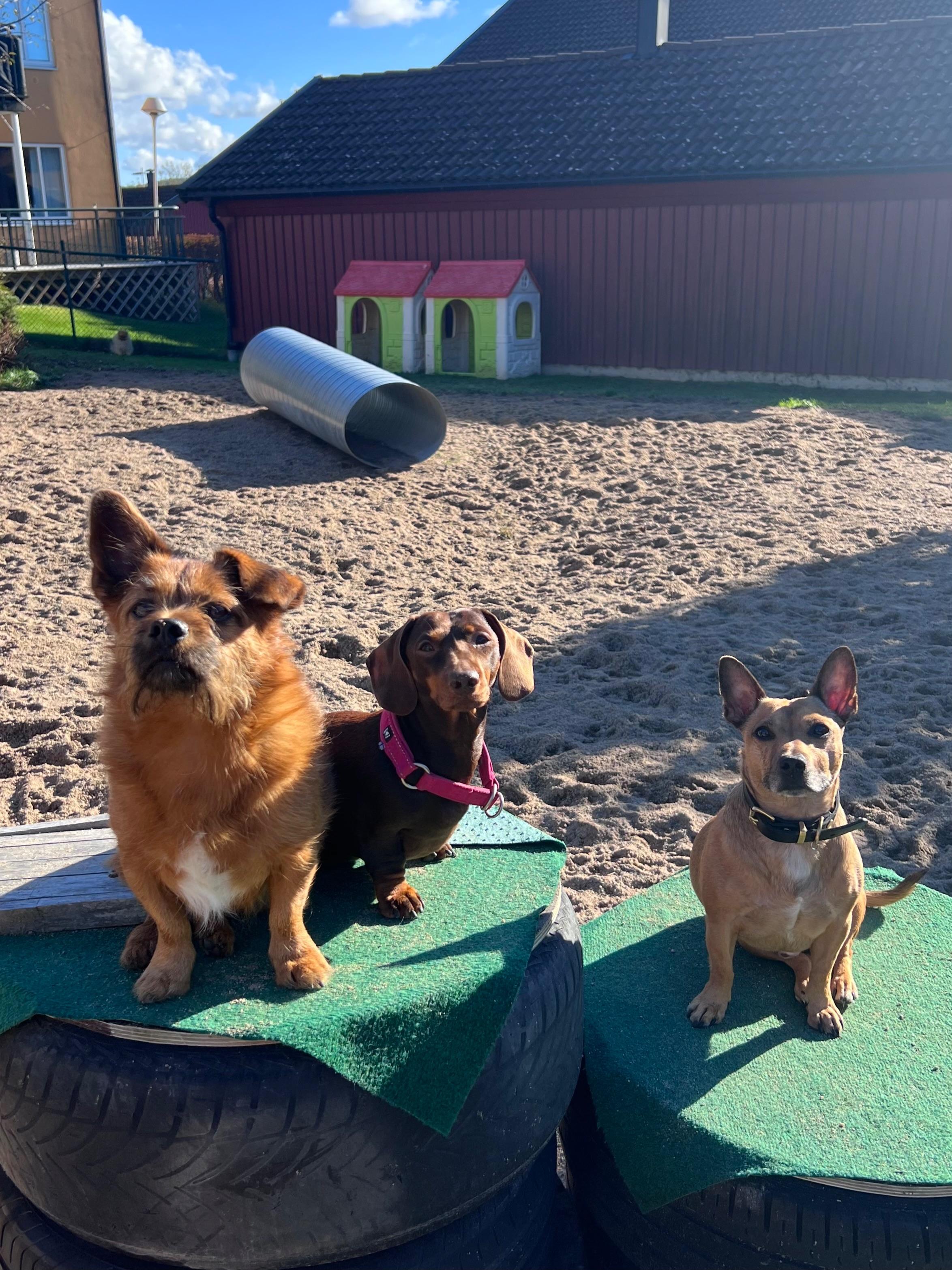 Tre hundar sitter på däck i en hundgård, med en lekstuga och en tunnel i bakgrunden.