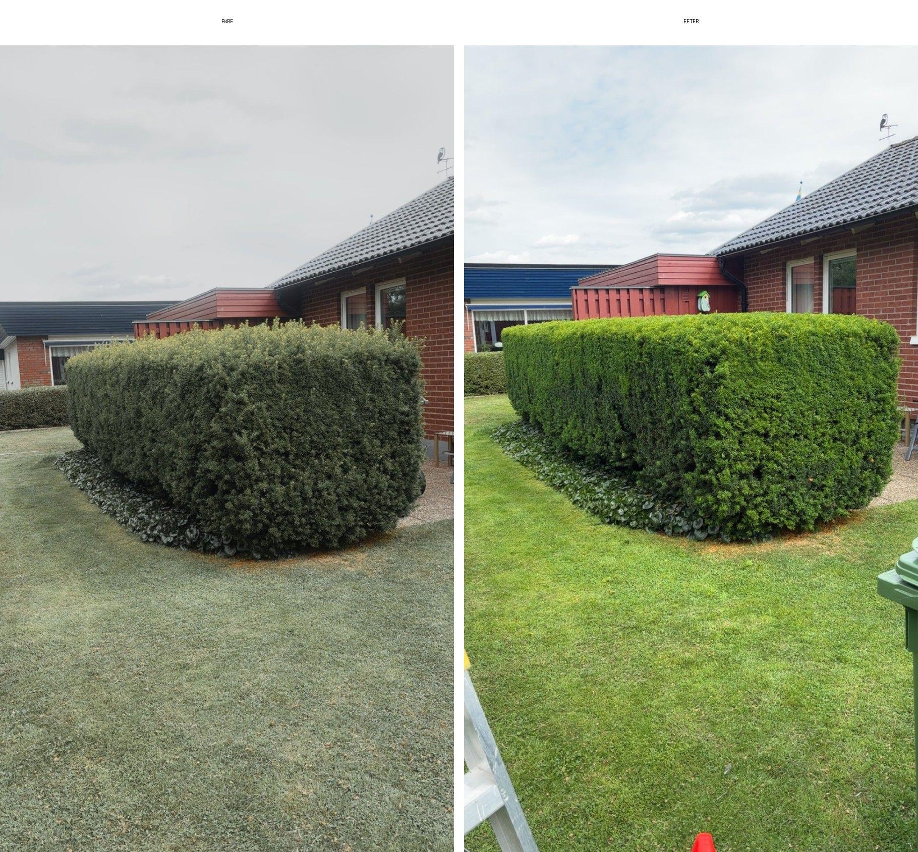 Två bilder av en välklippt häck i en trädgård, med grön gräsmatta och hus i bakgrunden.