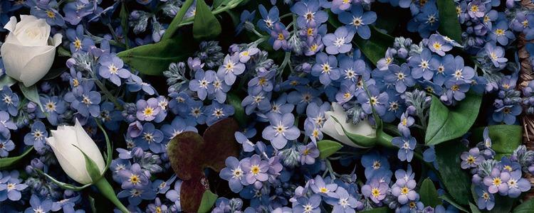 Iris Blommor